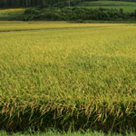 収穫目前の稲田の写真